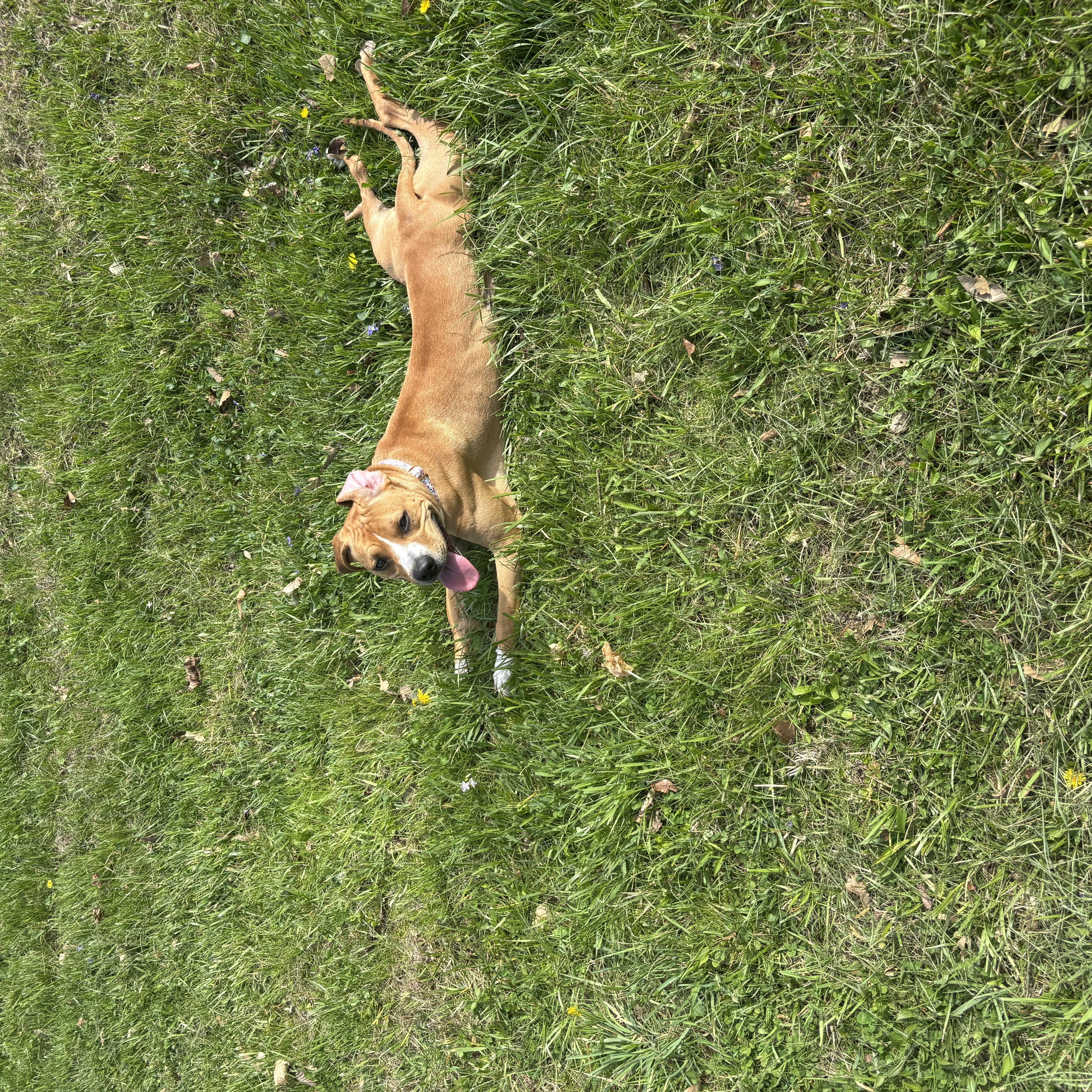 Harleigh, an adopted mixed breed in Cincinnati, OH image 6/6