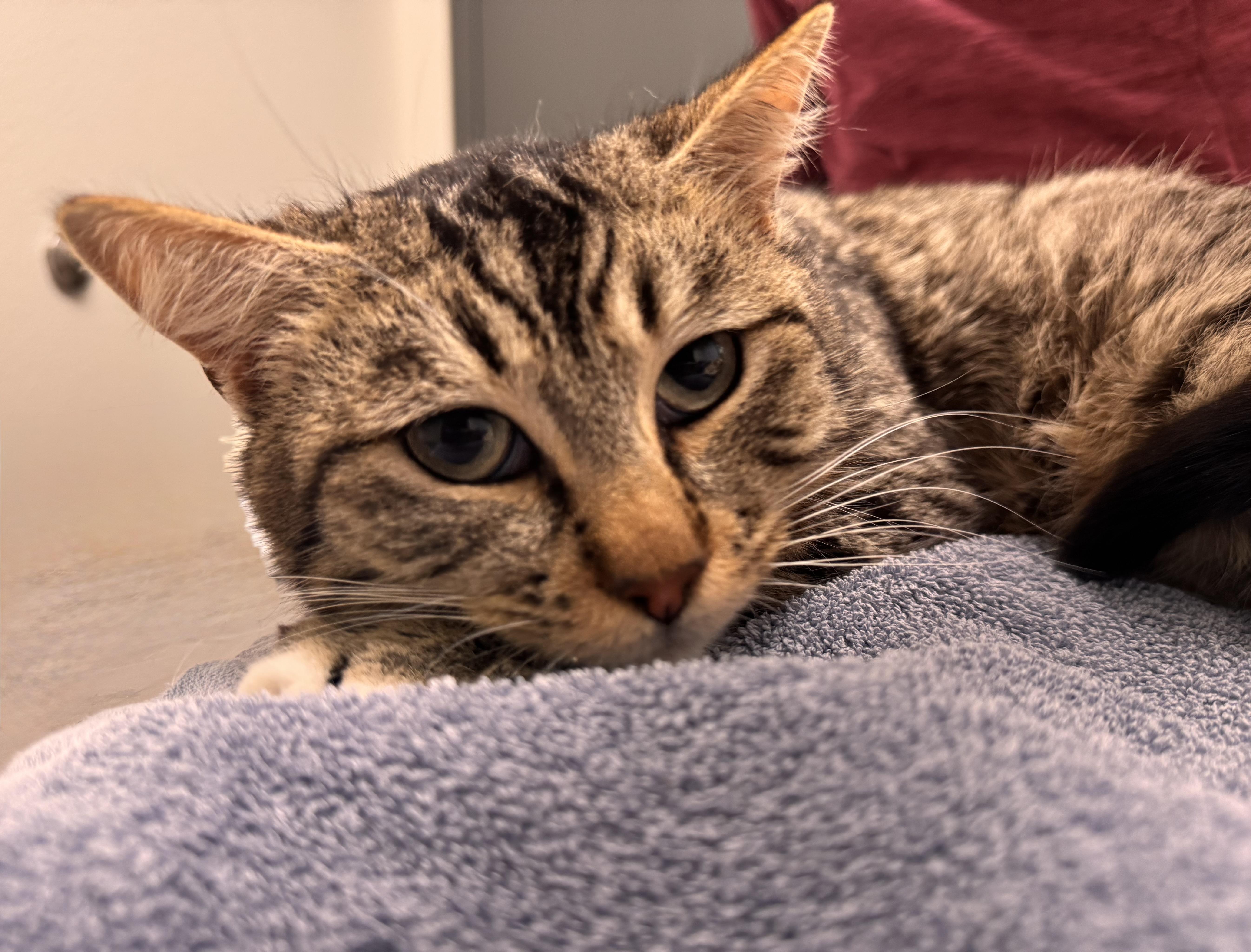 Enlarge Mullet, a Adoptable mixed breed in Chico, CA image 1/1