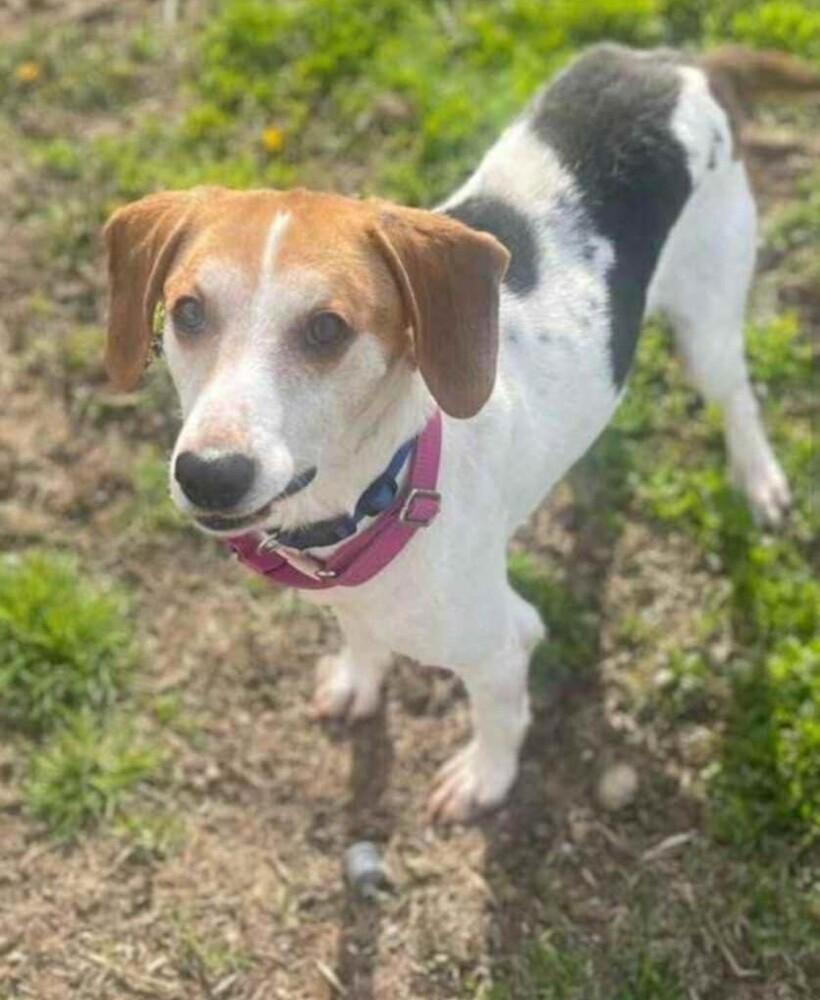 Enlarge RD, a Adoptable Treeing Walker Coonhound in Owenton, KY image 1/4