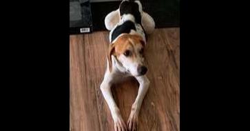 Enlarge RD, a Adoptable Treeing Walker Coonhound in Owenton, KY image 4/4