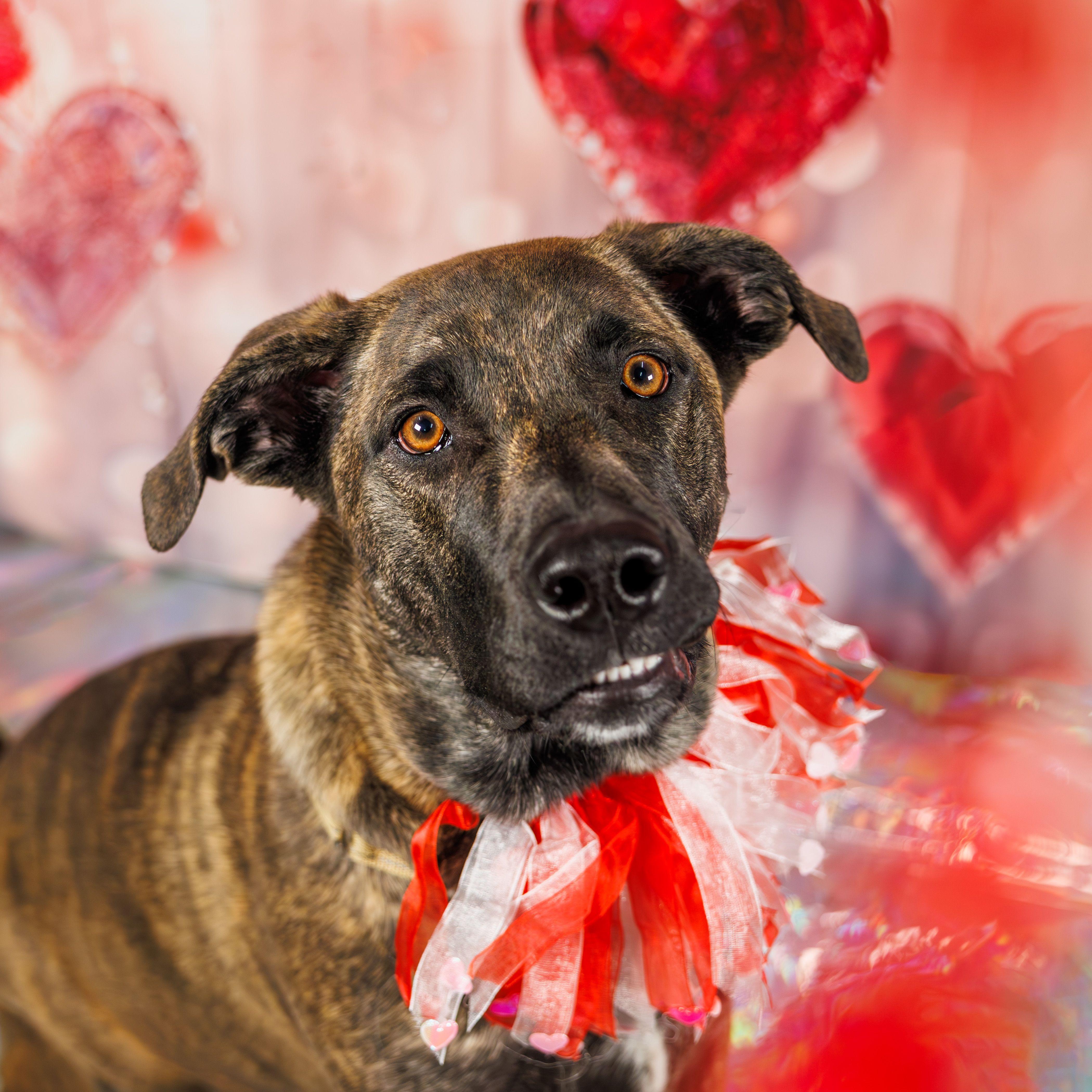 Enlarge May, an adoptable mixed breed in Hamilton, ON image 1/6