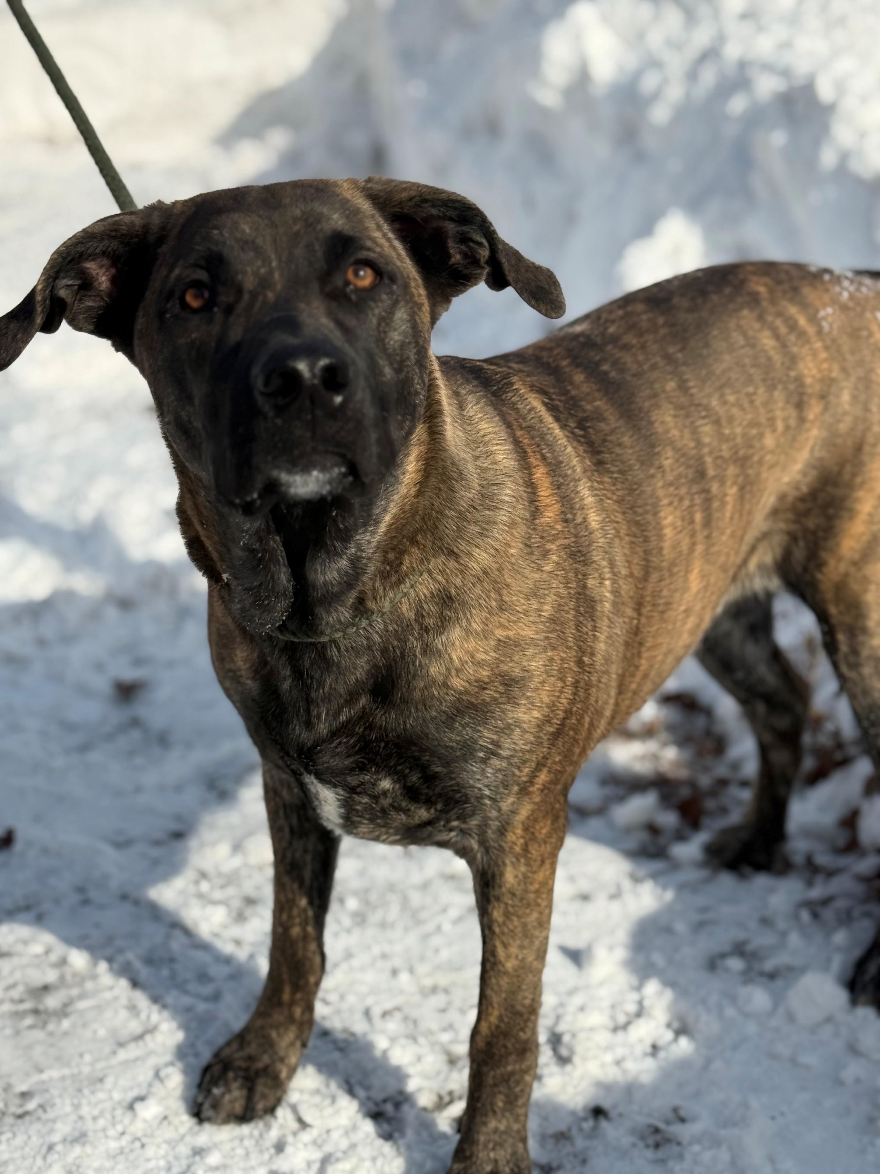 Enlarge May, an adoptable mixed breed in Hamilton, ON image 5/6