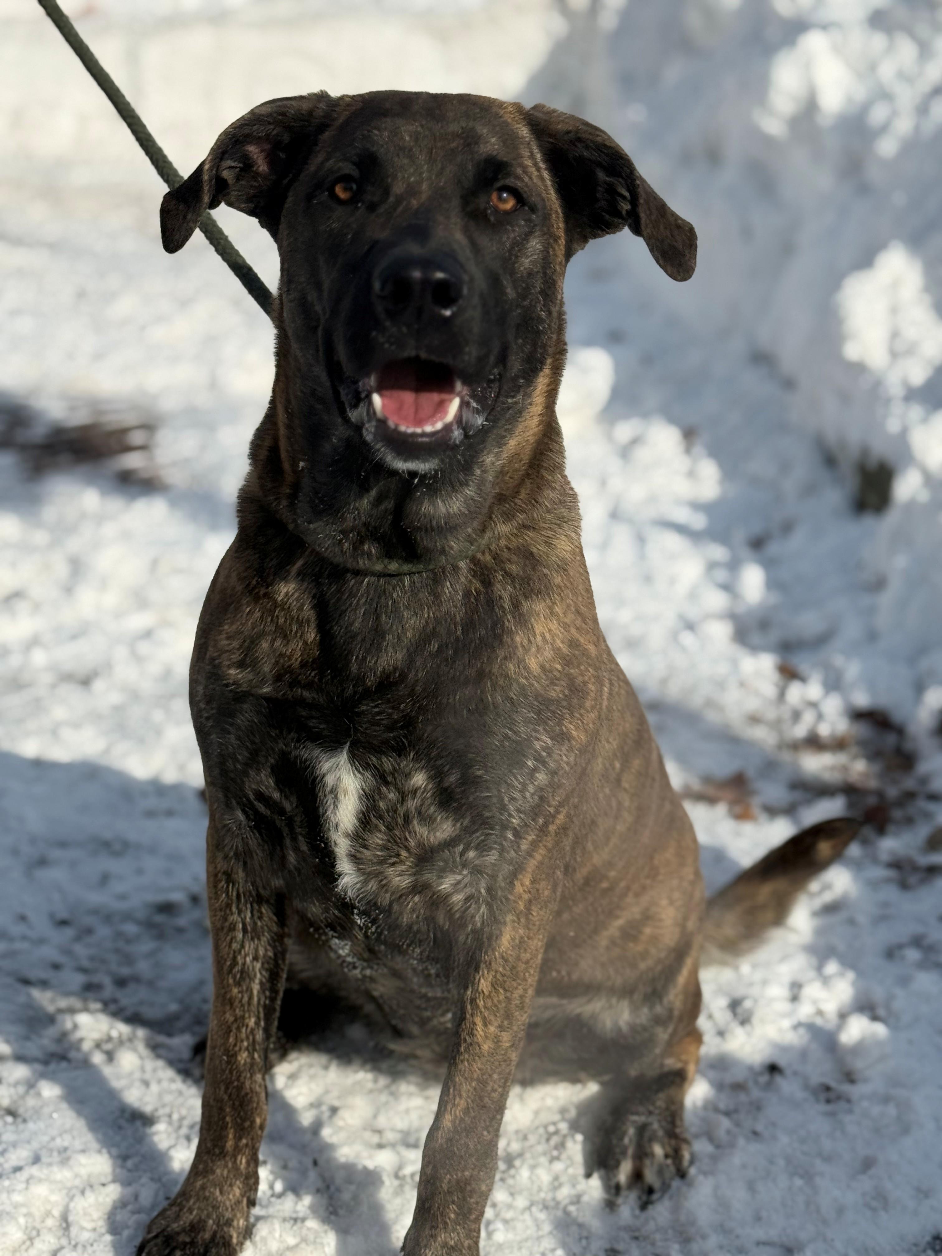 Enlarge May, an adoptable mixed breed in Hamilton, ON image 3/6