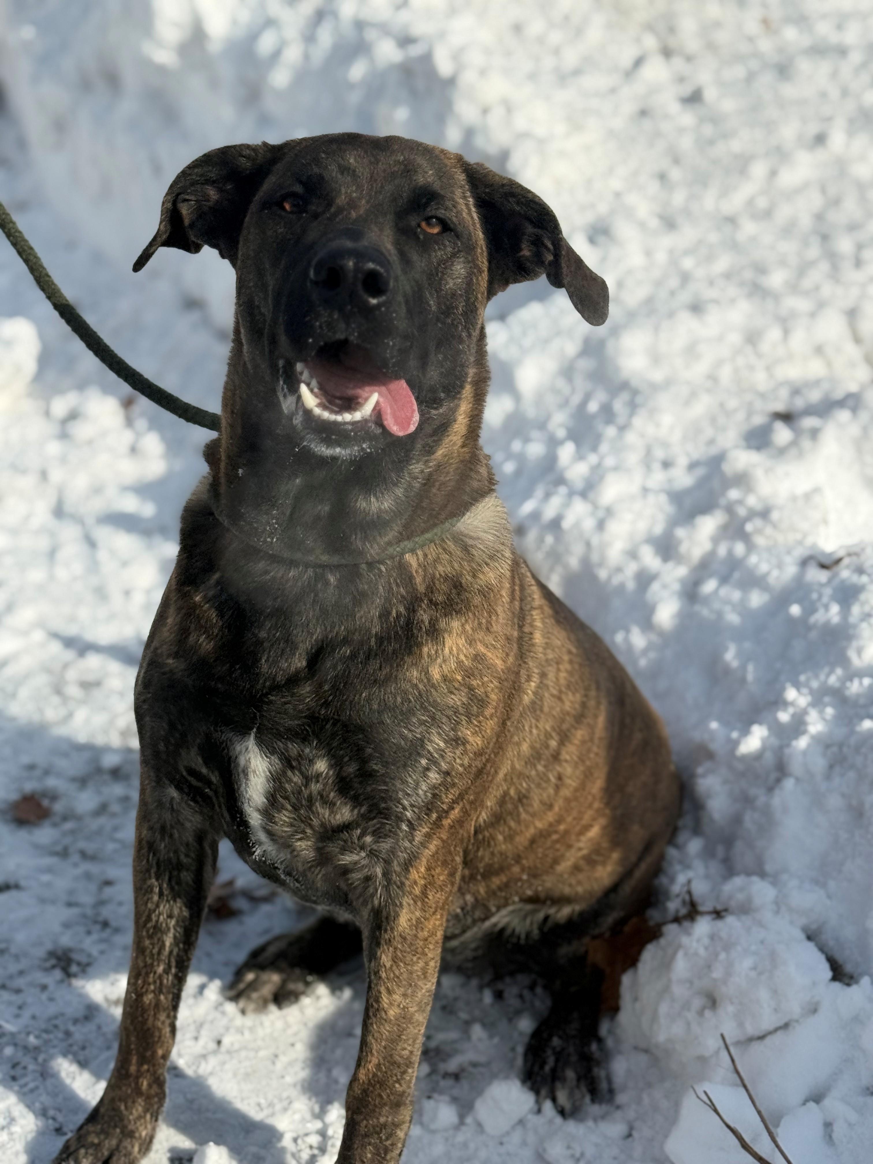 Enlarge May, an adoptable mixed breed in Hamilton, ON image 2/6