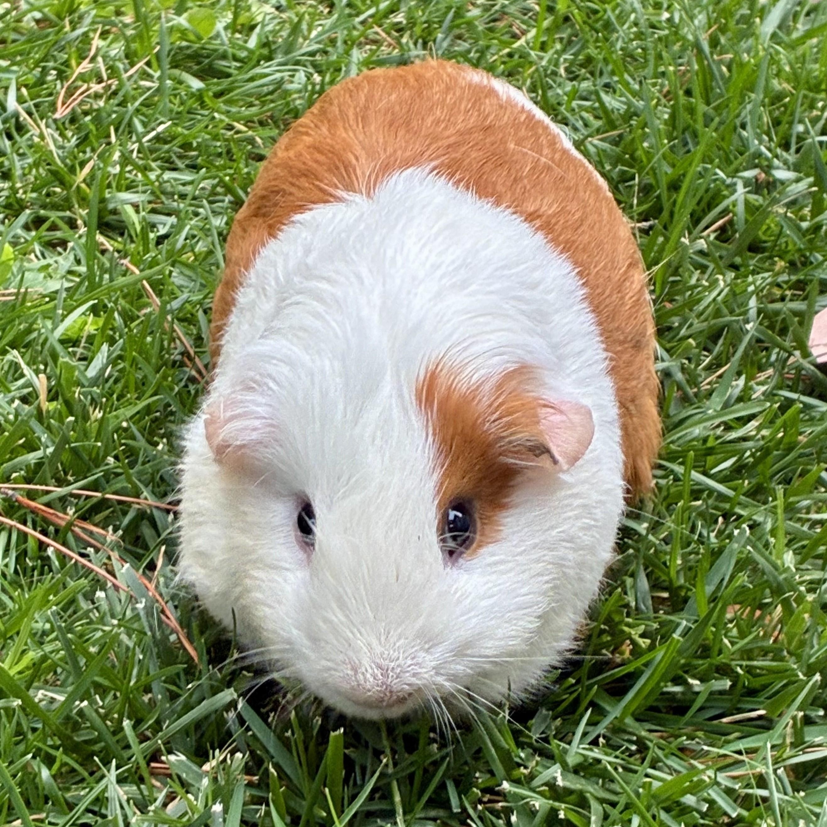 Enlarge Milo & Ollie (bonded males), a Adoptable Guinea Pig in Oakland, CA image 5/6