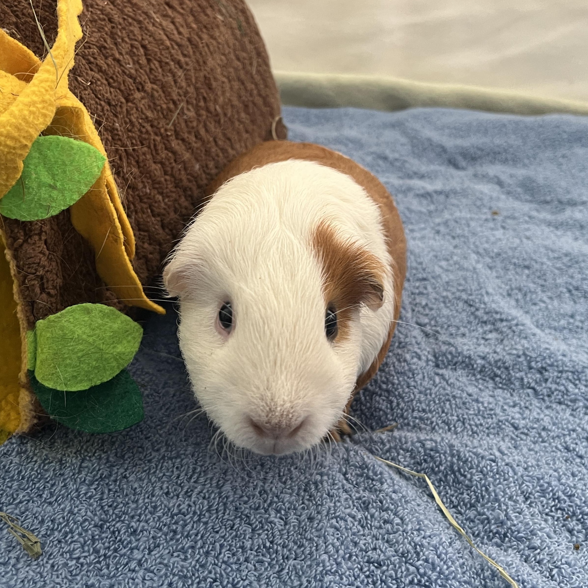 Enlarge Milo & Ollie (bonded males), a Adoptable Guinea Pig in Oakland, CA image 3/6