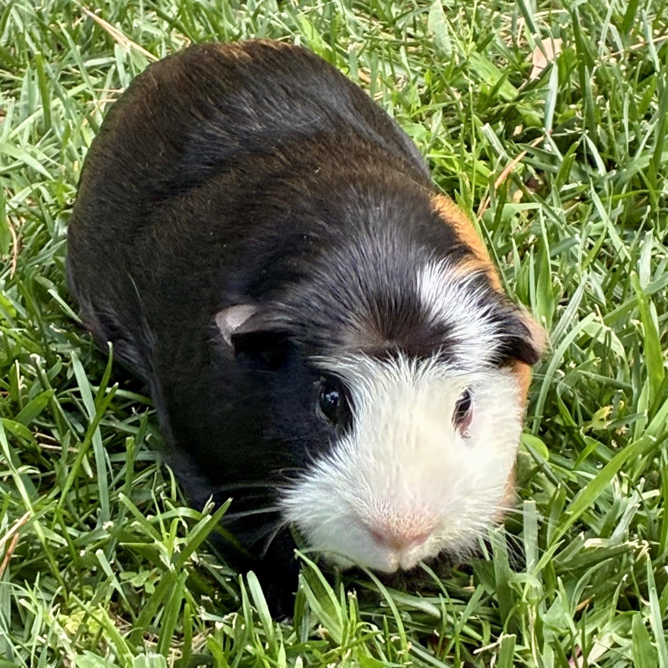 Enlarge Milo & Ollie (bonded males), a Adoptable Guinea Pig in Oakland, CA image 6/6