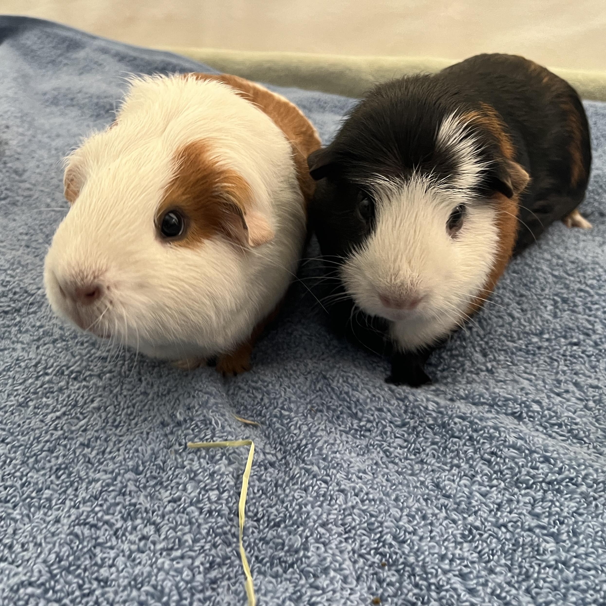Enlarge Milo & Ollie (bonded males), a Adoptable Guinea Pig in Oakland, CA image 2/6
