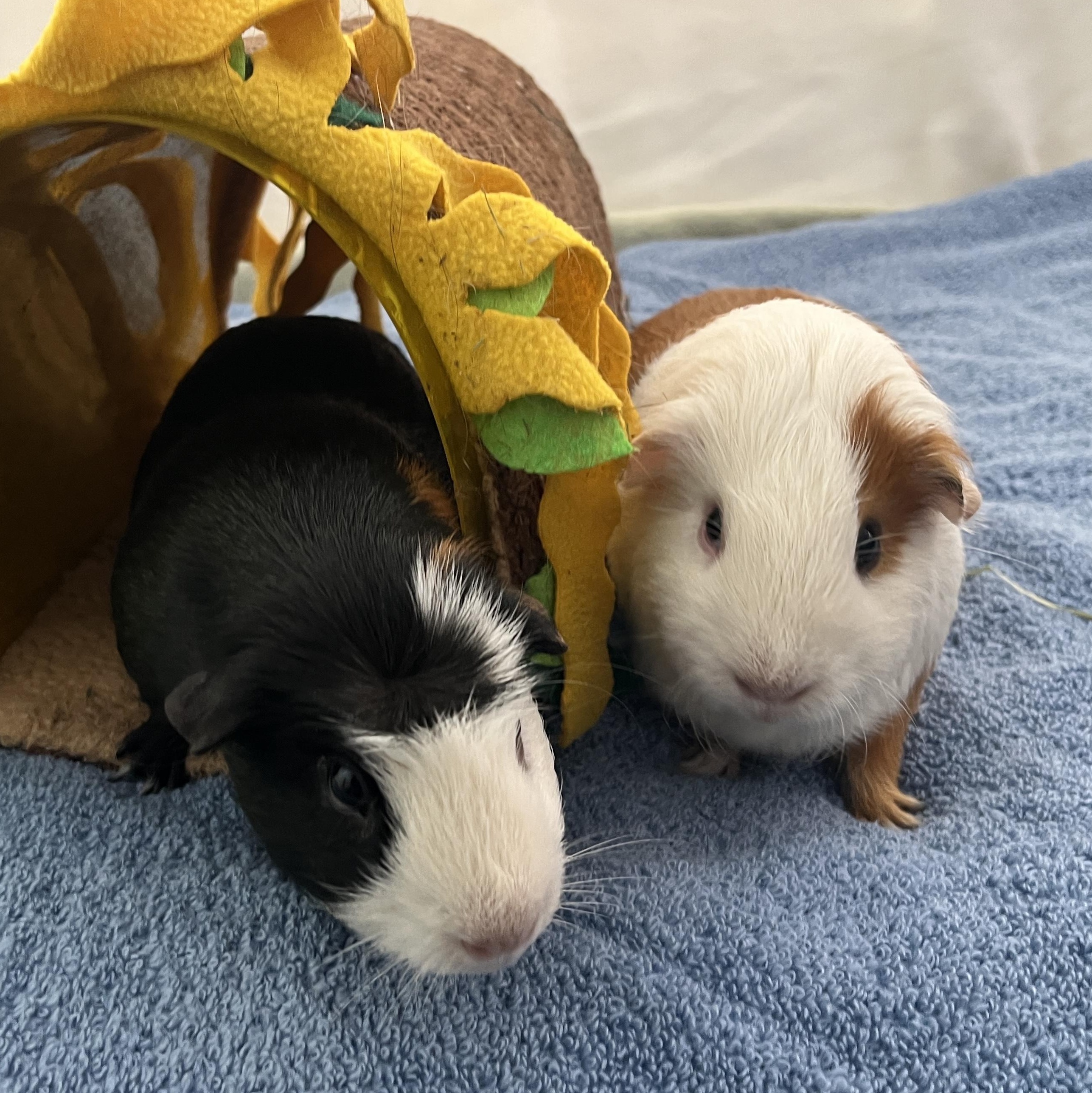 Enlarge Milo & Ollie (bonded males), a Adoptable Guinea Pig in Oakland, CA image 1/6