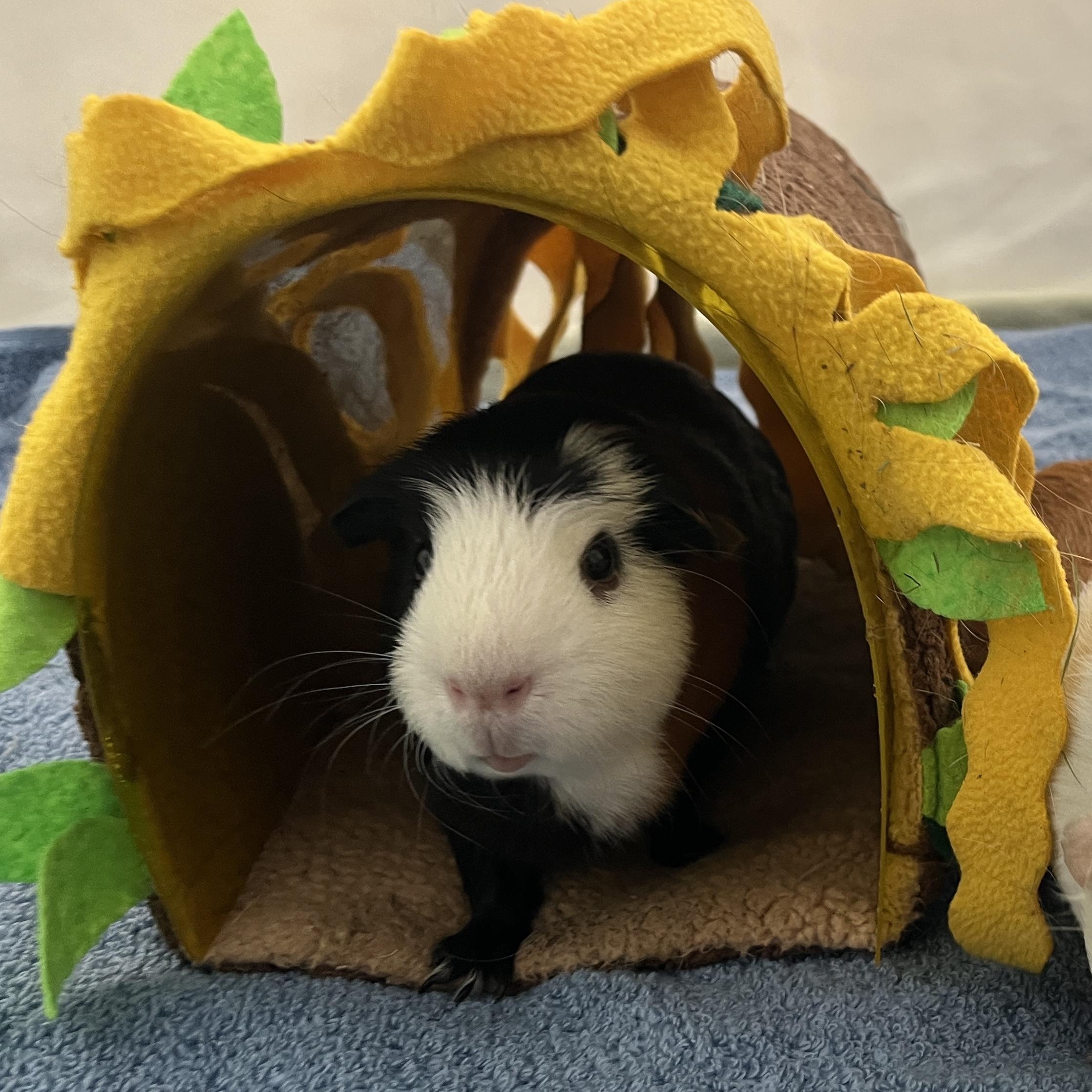 Enlarge Milo & Ollie (bonded males), a Adoptable Guinea Pig in Oakland, CA image 4/6