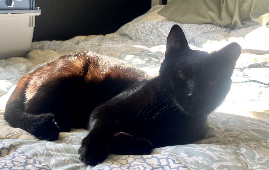 Enlarge SHADOW, a ADOPTABLE Bombay in Salida, CA image 5/5