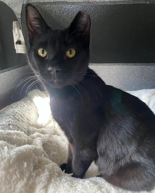 Enlarge SHADOW, a ADOPTABLE Bombay in Salida, CA image 1/5