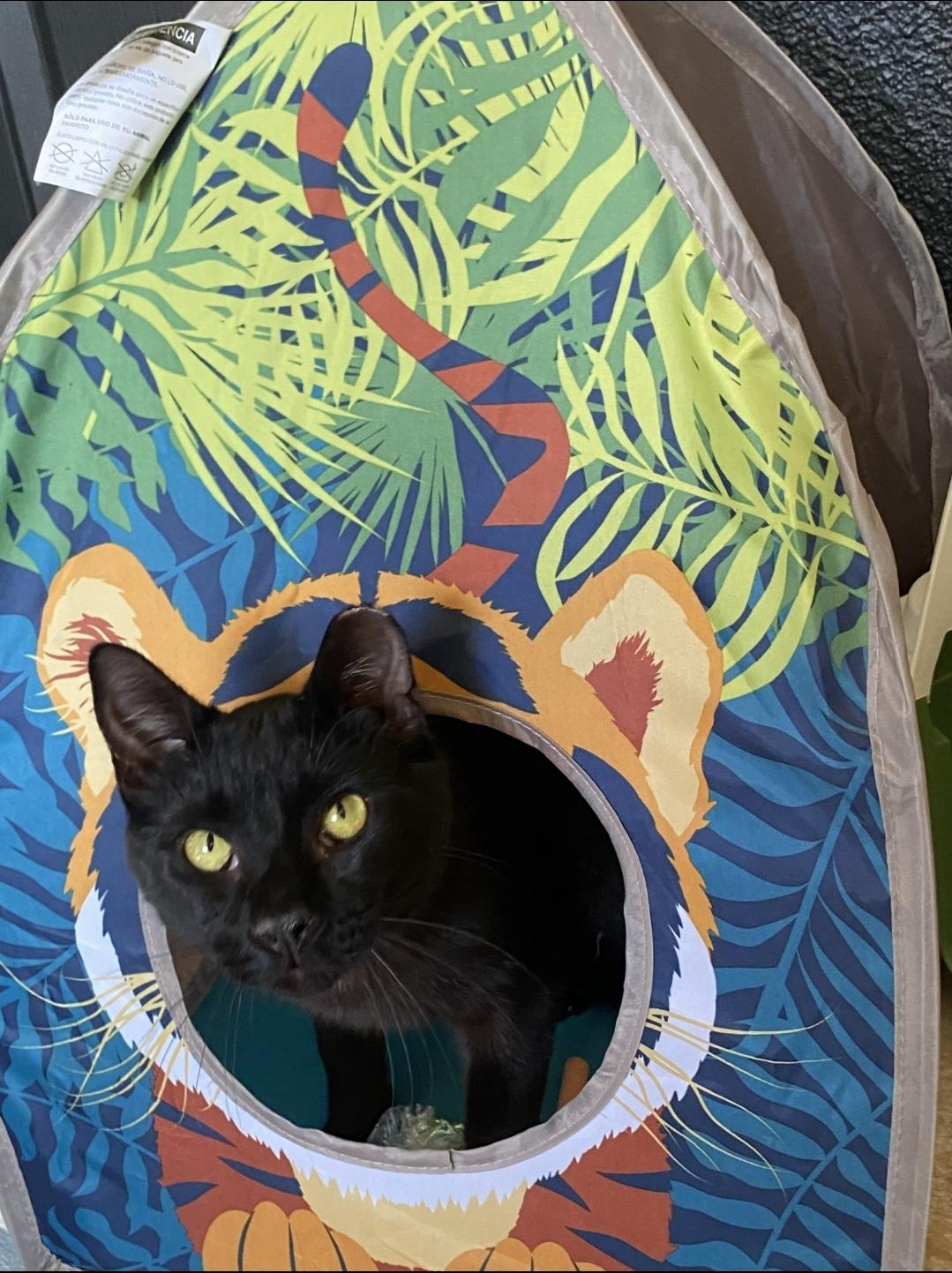 Enlarge SHADOW, a ADOPTABLE Bombay in Salida, CA image 3/5