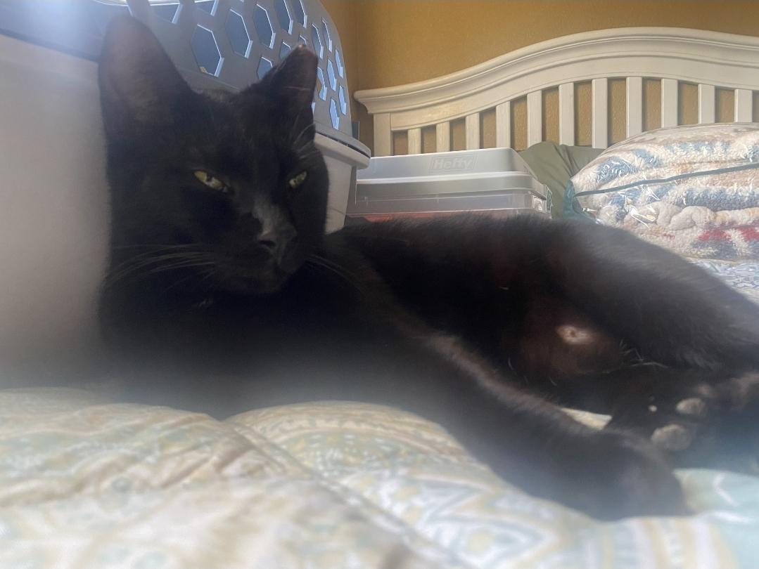 Enlarge SHADOW, a ADOPTABLE Bombay in Salida, CA image 2/5