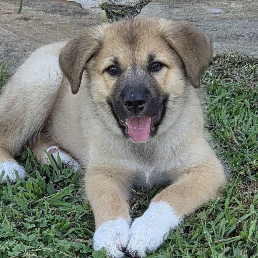 NY Blue (Foster in Yorktown Heights NY), an adopted mixed breed in Yorktown Heights, NY image 3/4