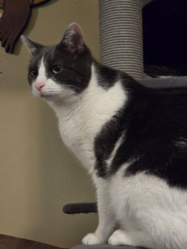 Stede Bonnet, Adoptable, Young Male Domestic Short Hair.