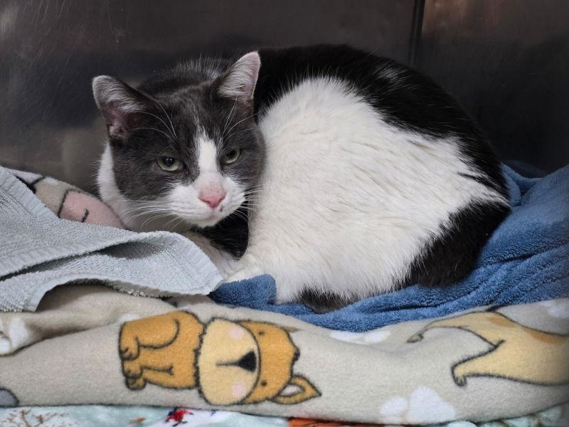 Enlarge Stede Bonnet, a Adoptable Domestic Short Hair in Delran, NJ image 2/2