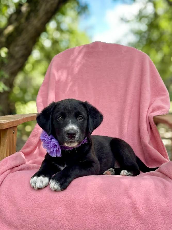 Enlarge Shasta, a Adoptable mixed breed in Temecula, CA image 1/1