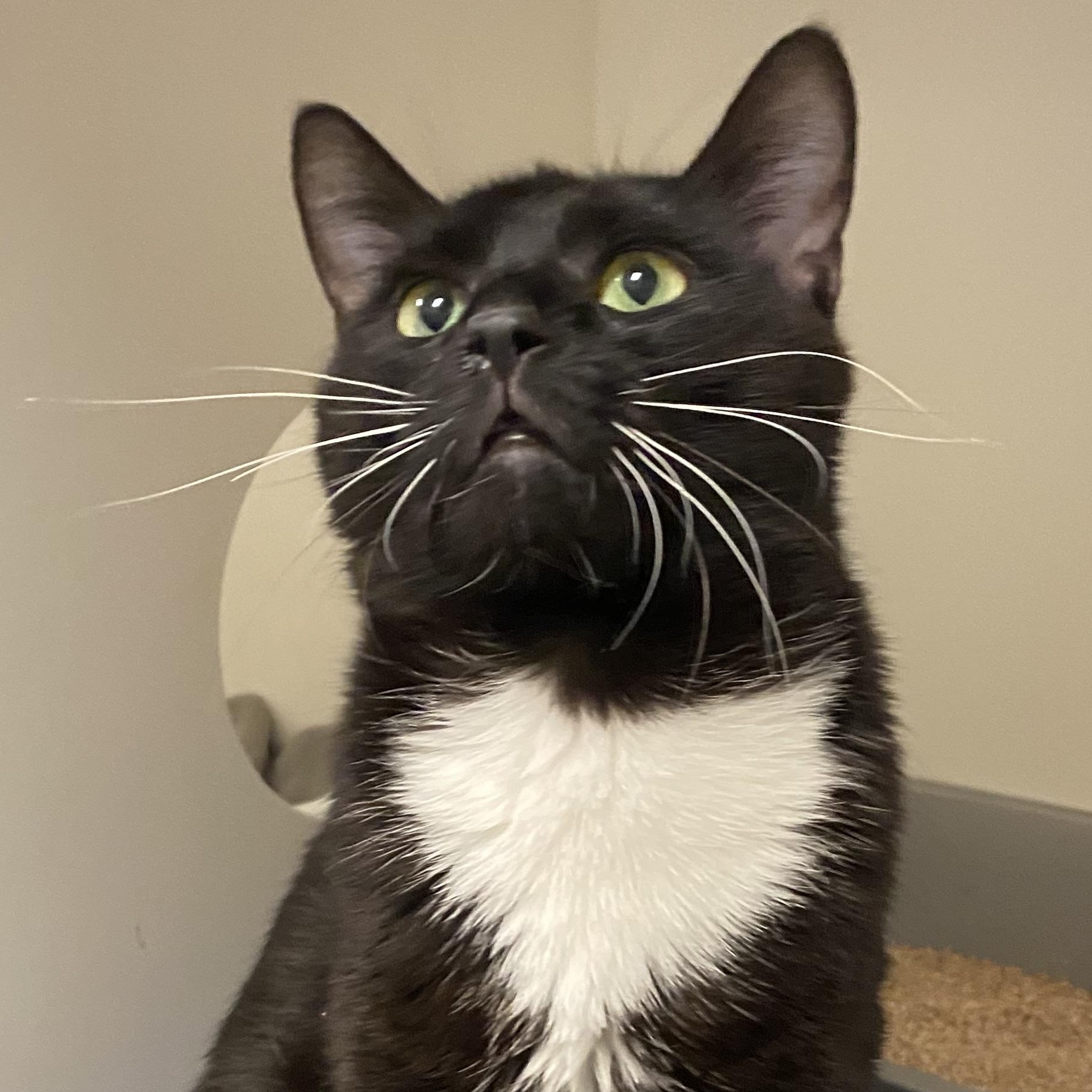 Klaus