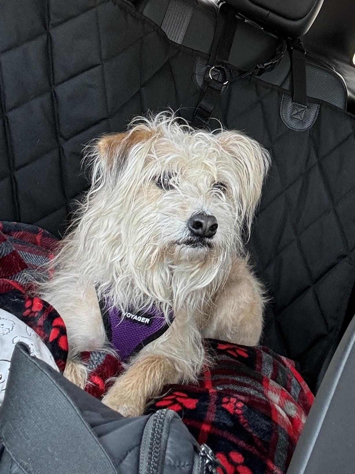 Seymour, an adoptable Wirehaired Terrier in Dayton, OH, 45431 | Photo Image 5