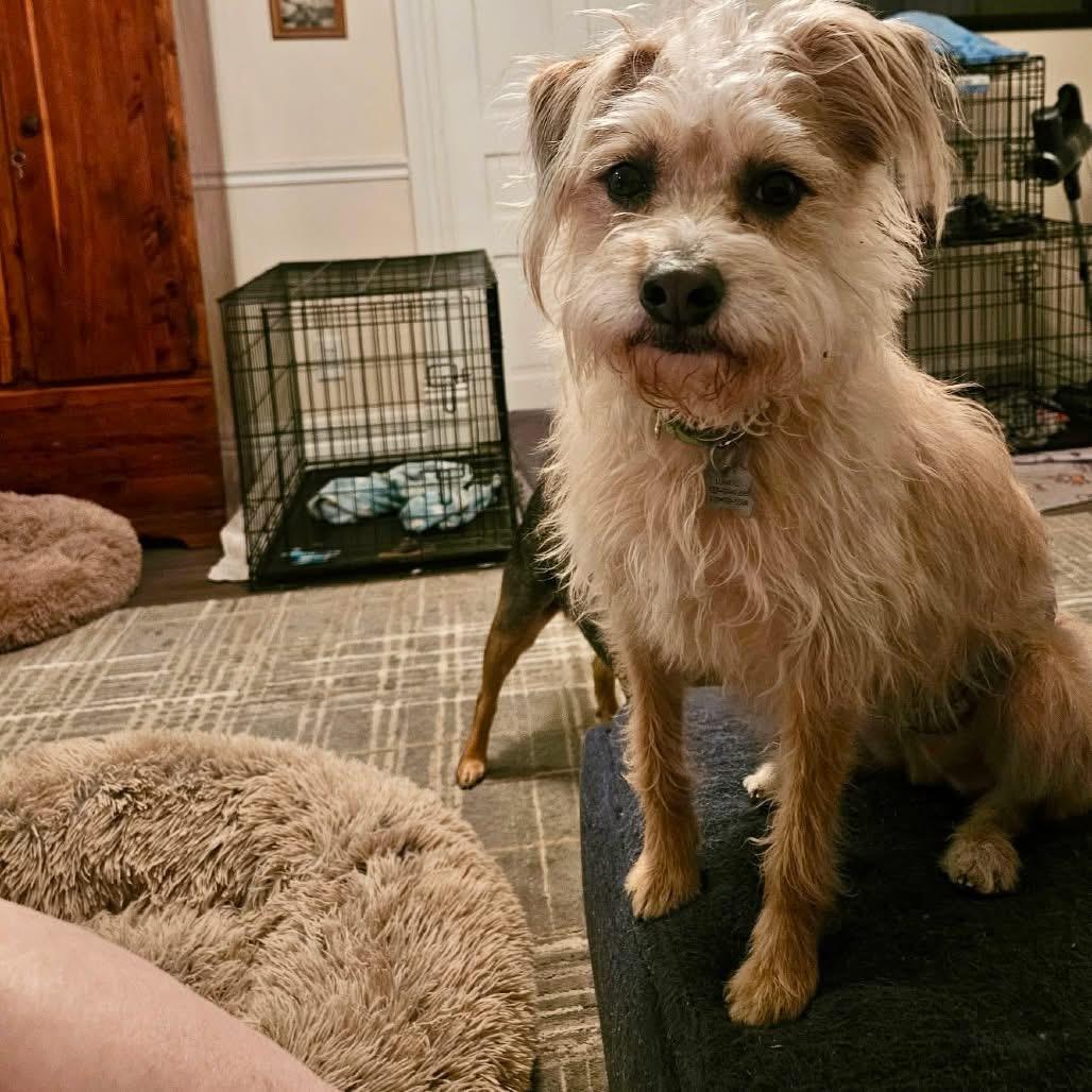 Seymour, an adoptable Wirehaired Terrier in Dayton, OH, 45431 | Photo Image 3