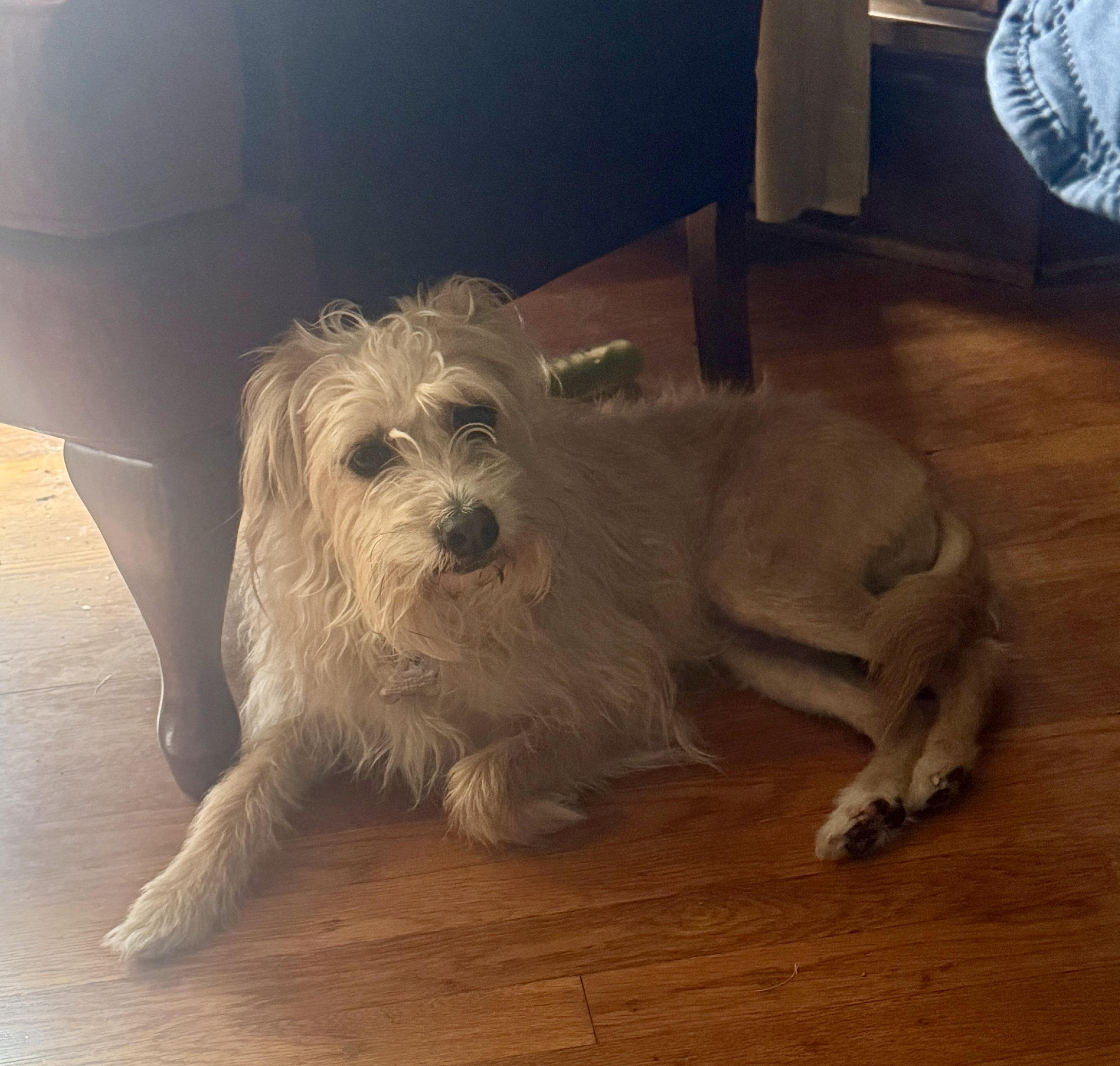 Seymour, an adoptable Wirehaired Terrier in Dayton, OH, 45431 | Photo Image 8