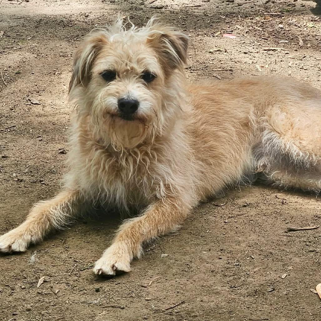 Seymour, an adoptable Wirehaired Terrier in Dayton, OH, 45431 | Photo Image 1