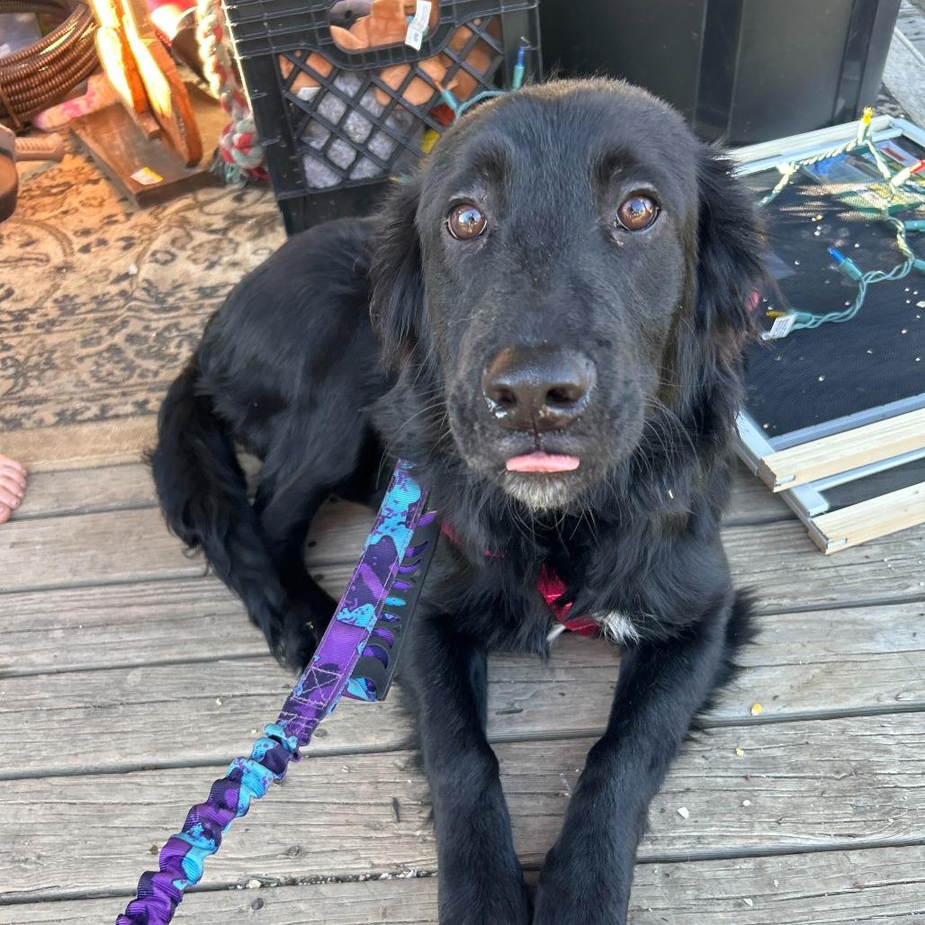 Parade, Adoptable, Young Female Mixed Breed.