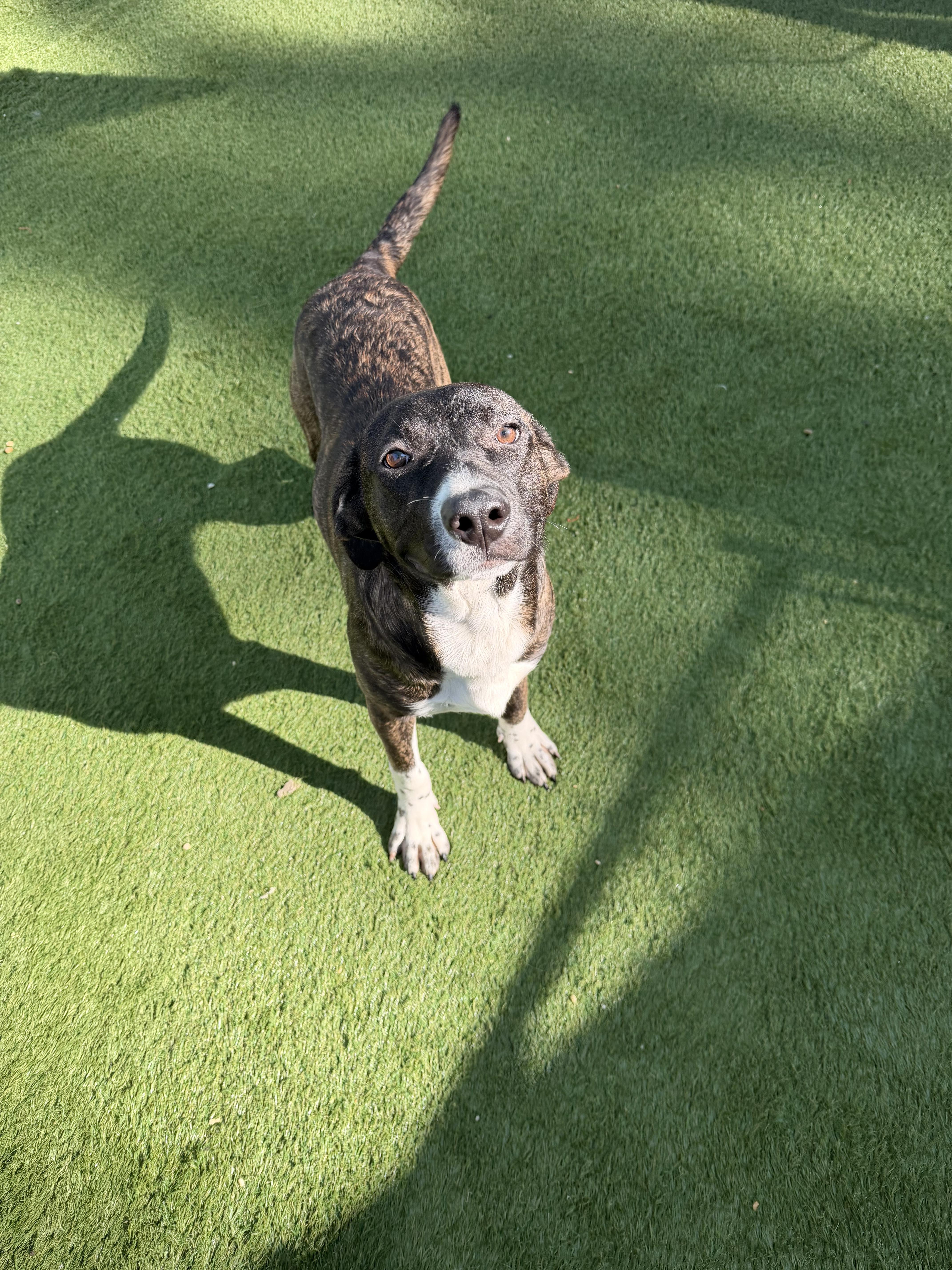 Enlarge Boodreaux, a ADOPTABLE mixed breed in South Amboy, NJ image 2/2