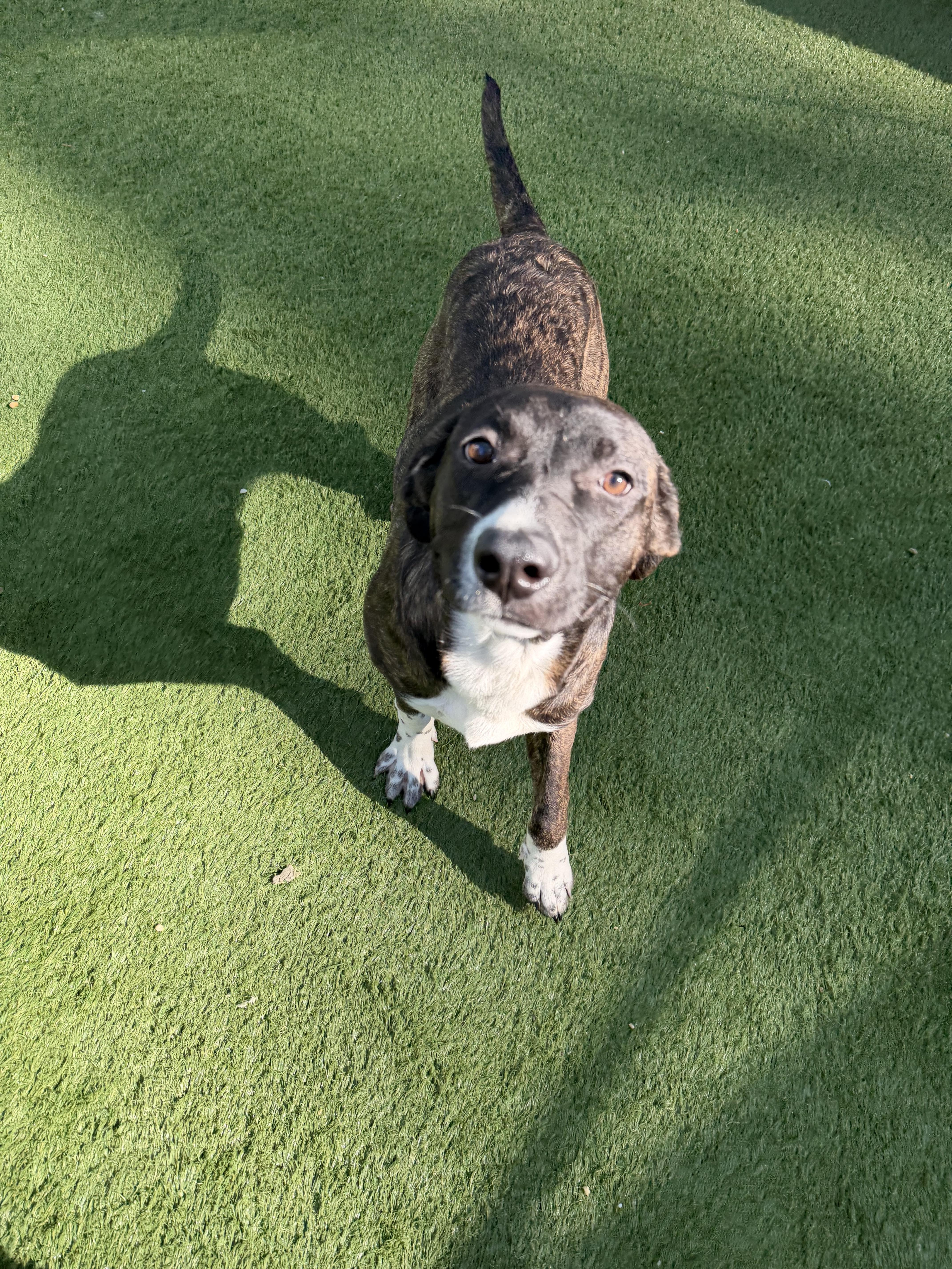Enlarge Boodreaux, a ADOPTABLE mixed breed in South Amboy, NJ image 1/2