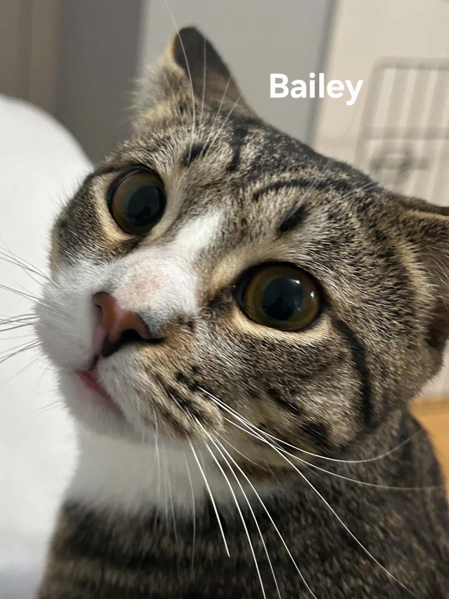 Enlarge Bailey, a Adoptable Domestic Short Hair in Chicopee, MA image 2/3