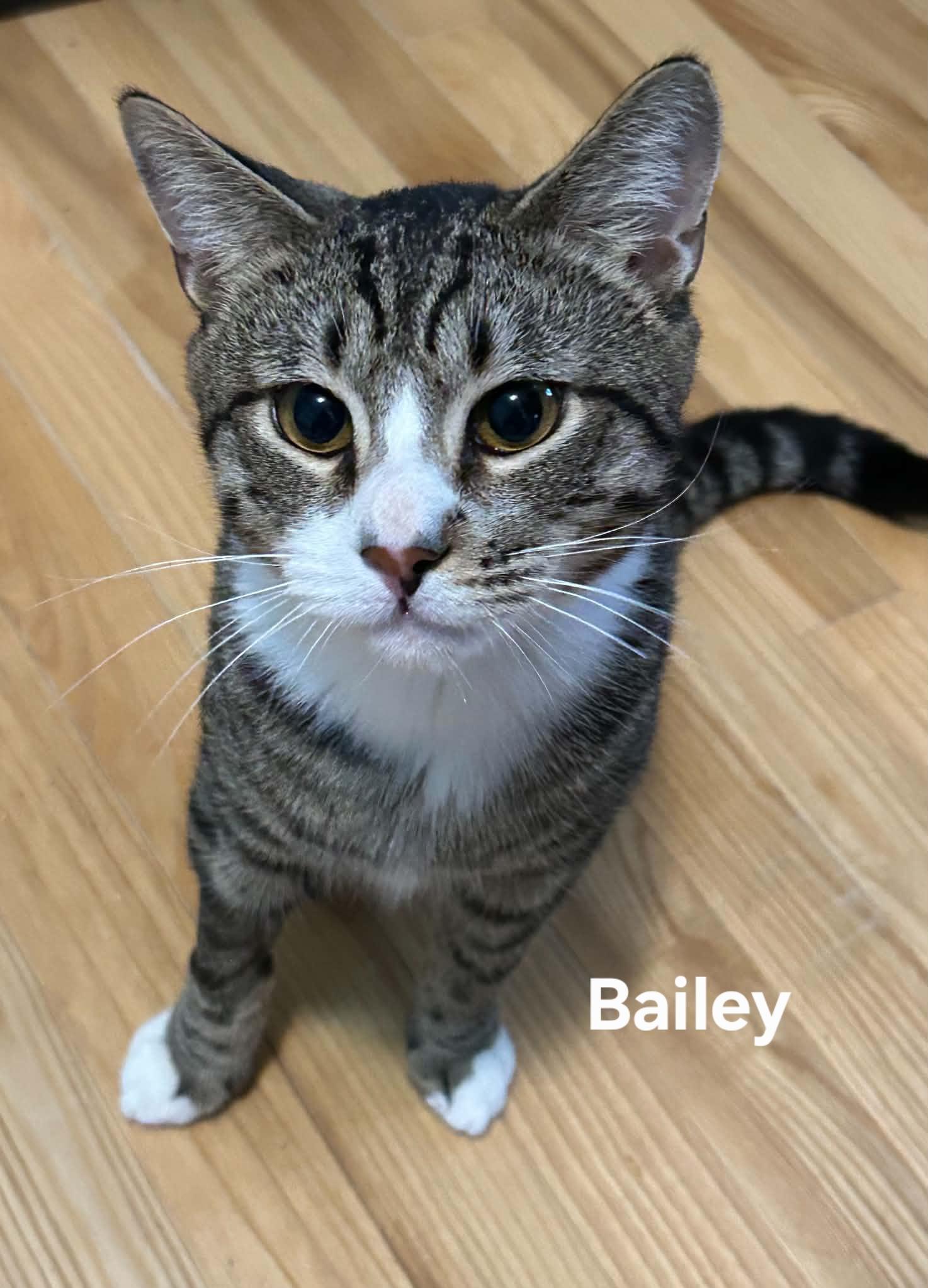 Bailey, Adoptable, Adult Male Domestic Short Hair.