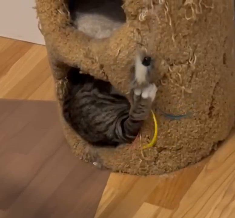 Enlarge Bailey, a Adoptable Domestic Short Hair in Chicopee, MA video 3/3