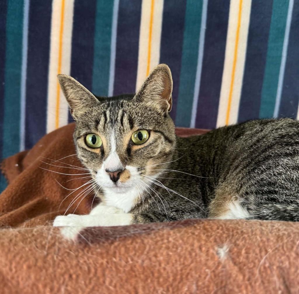 Enlarge Aurora, a Adoptable mixed breed in Ogden, UT image 3/4