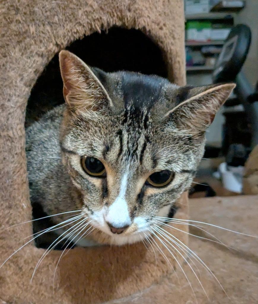 Enlarge Aurora, a Adoptable mixed breed in Ogden, UT image 4/4