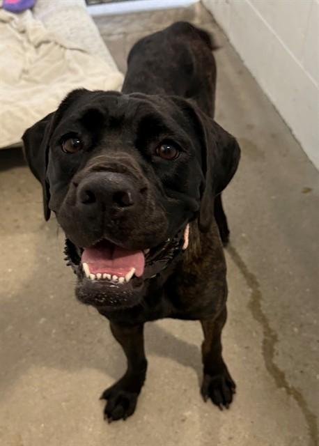 Enlarge XENA, a Adoptable mixed breed in Naples, FL image 1/1