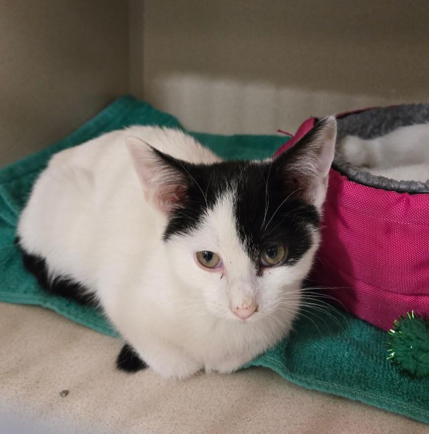 Enlarge Hudson, a Adoptable Domestic Short Hair in New Rochelle, NY image 1/1