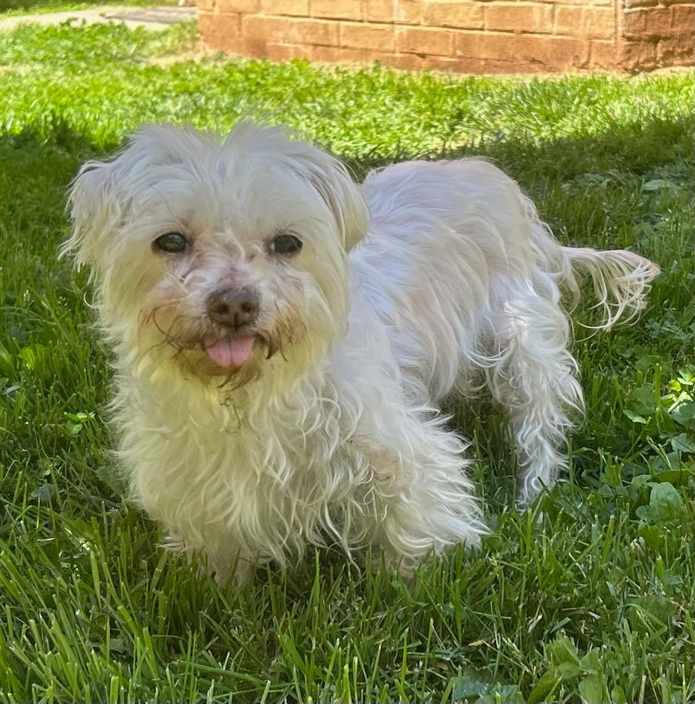 Enlarge Aimee, a Adopted mixed breed in Blountville, TN image 1/6
