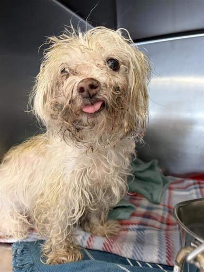 Enlarge Aimee, a Adopted mixed breed in Blountville, TN image 2/6