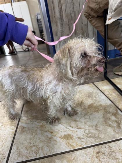 Enlarge Aimee, a Adopted mixed breed in Blountville, TN image 3/6