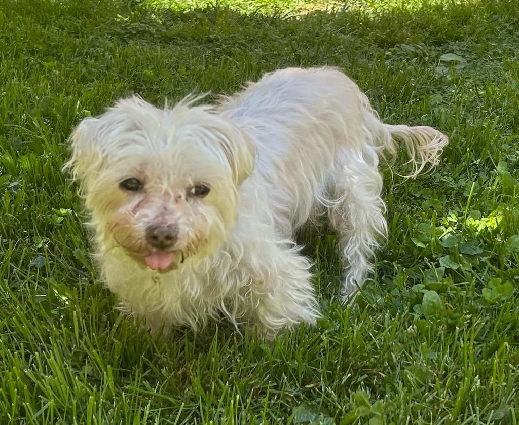 Enlarge Aimee, a Adopted mixed breed in Blountville, TN image 5/6