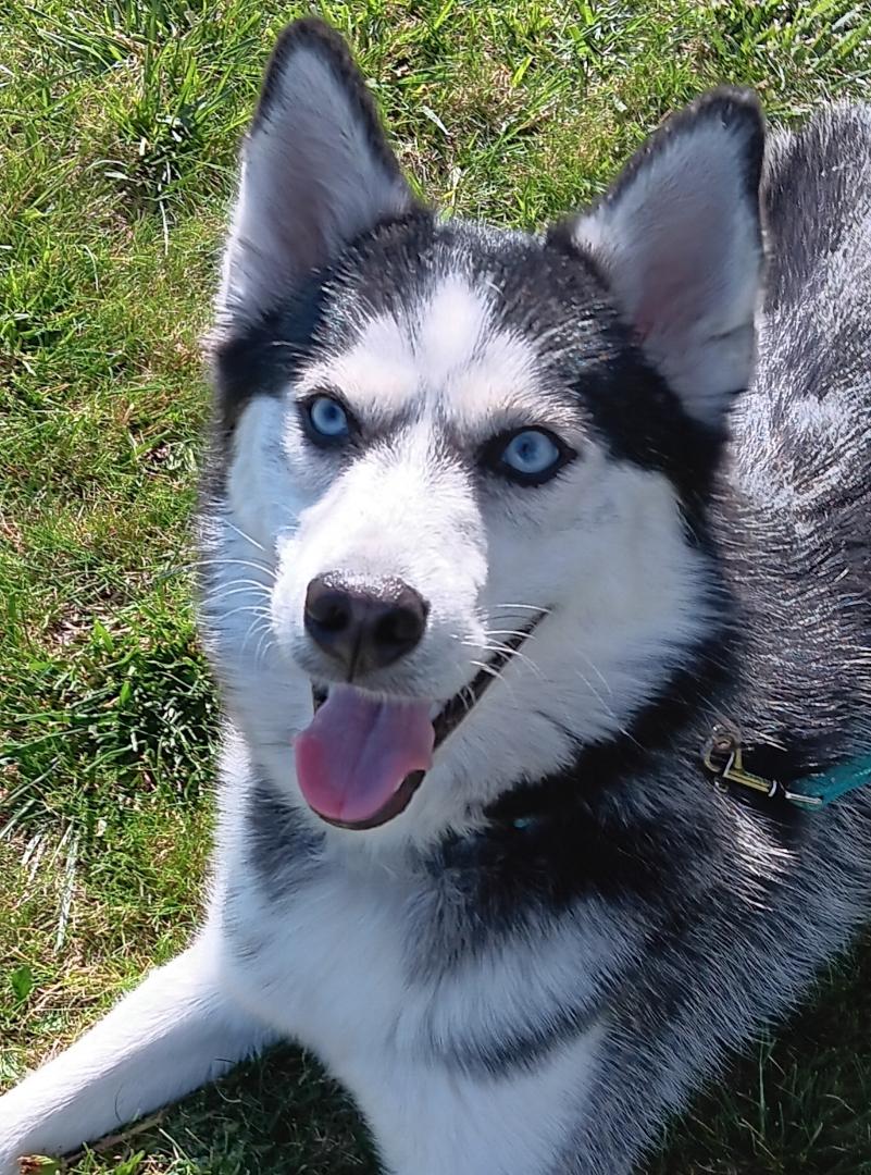 Enlarge Everest (Evie), a ADOPTABLE mixed breed in Yreka, CA image 5/6