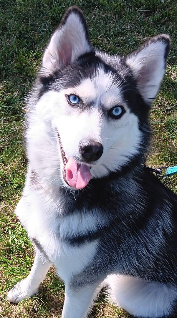 Enlarge Everest (Evie), a ADOPTABLE mixed breed in Yreka, CA image 1/6