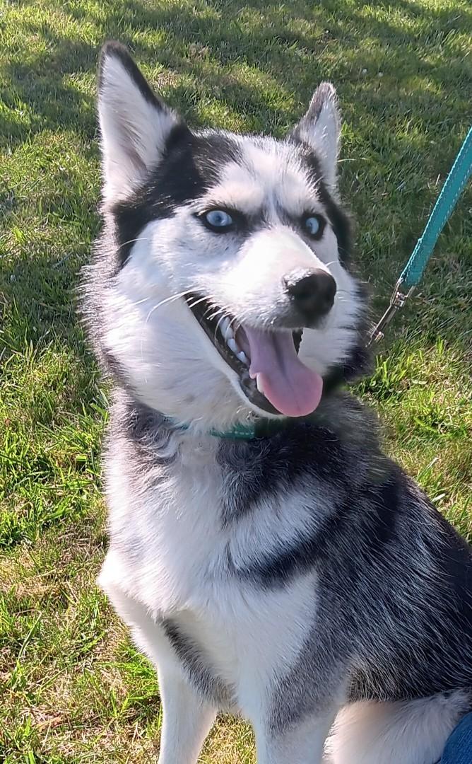 Enlarge Everest (Evie), a ADOPTABLE mixed breed in Yreka, CA image 6/6