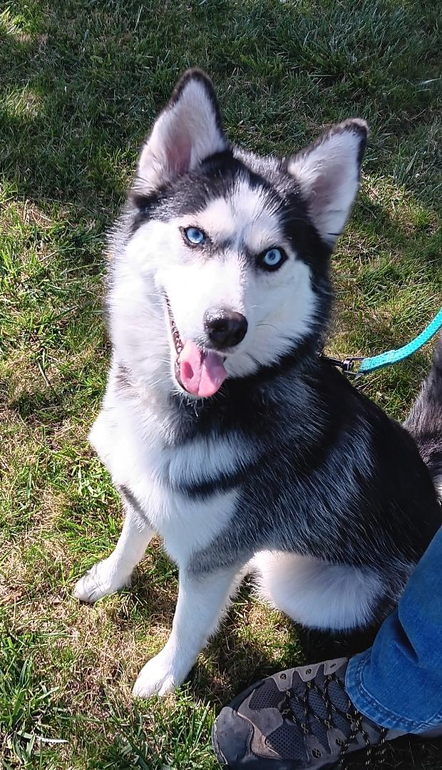 Enlarge Everest (Evie), a ADOPTABLE mixed breed in Yreka, CA image 4/6