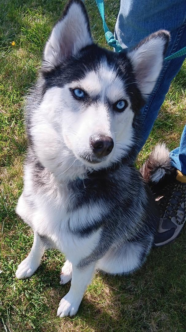 Enlarge Everest (Evie), a ADOPTABLE mixed breed in Yreka, CA image 2/6