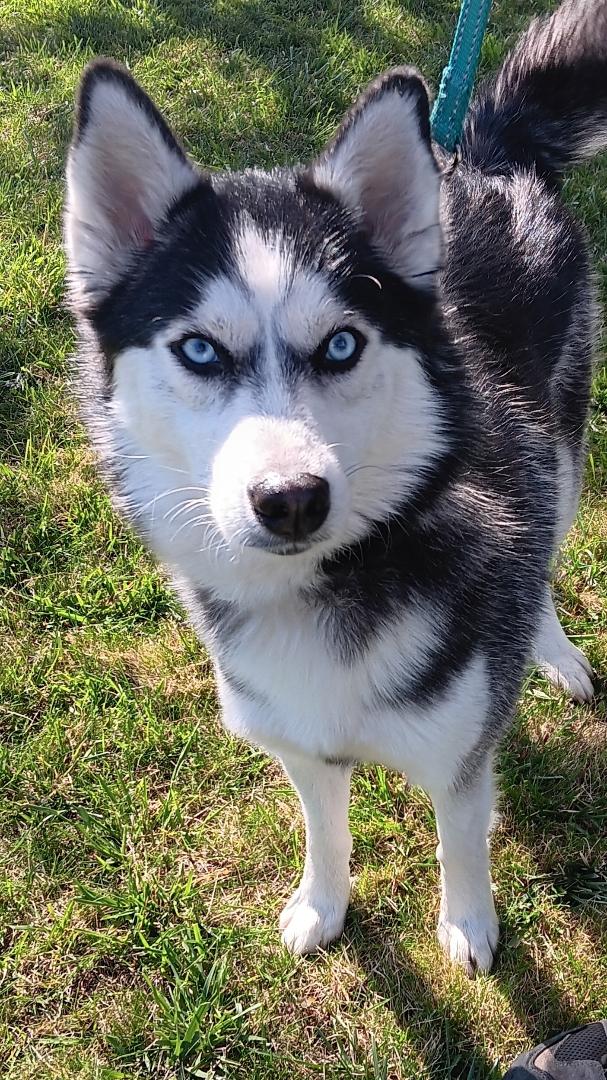 Enlarge Everest (Evie), a ADOPTABLE mixed breed in Yreka, CA image 3/6