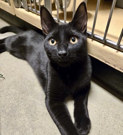 Manhattan (bonded with Mojito), Adoptable, Kitten Male Domestic Short Hair.