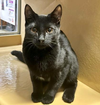 Enlarge Manhattan (bonded with Mojito), a Adoptable Domestic Short Hair in Toronto, ON image 5/6