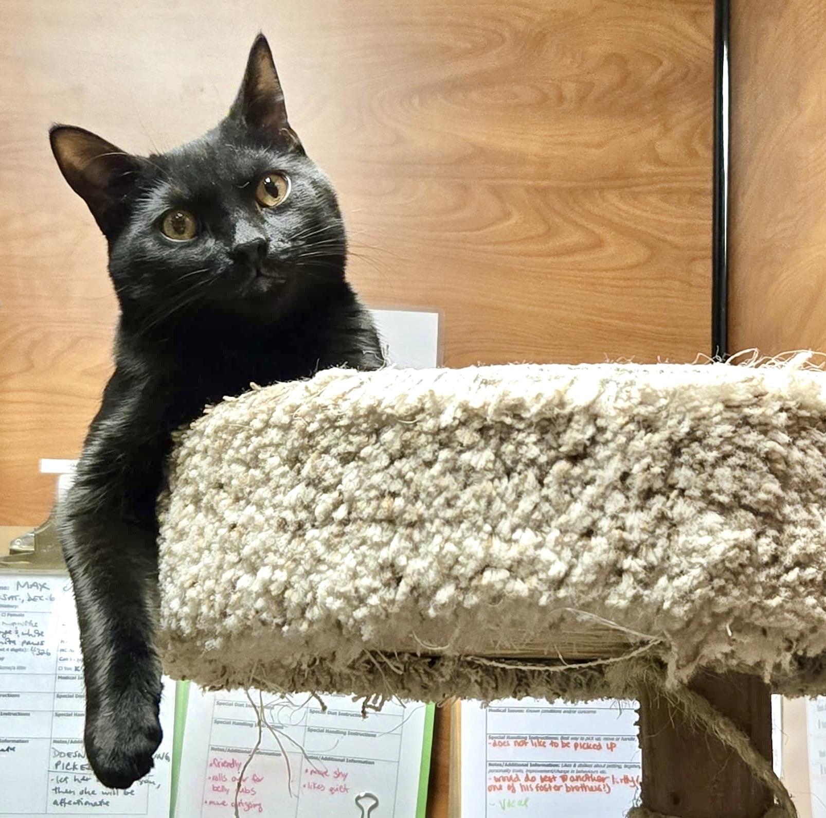 Enlarge Manhattan (bonded with Mojito), a Adoptable Domestic Short Hair in Toronto, ON image 2/6